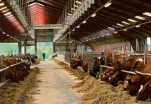 Mit VikingRed den „Hufprint“ reduzieren Milchviehstall