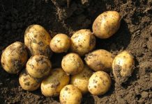 Speisekartoffeln: Ganzjährige Versorgung nicht selbstverständlich Kartoffeln