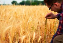 Getreideernte-Bilanz: Trotz Trockenheit gute Erträge Forschung Getreide