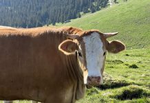 Almo-Bauern mit neuem Partner ARGE-Rind