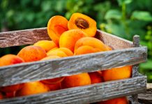 Die Marille zeigt sich mit reifen, roten „Bäckchen“