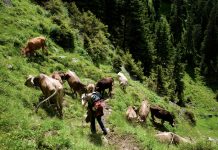 Auf heimischen Almen müssen Regeln gelten