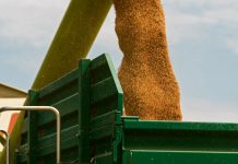 Laibach: Regierung kauft gesamten Weizen Weizen auf Anhänger