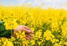 Die Saat ist Raps-Marktführer