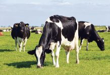 EU: Freihandel mit Neuseeland fixiert