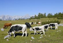 Bericht zu Land- und Forstwirtschaft 2021