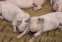 Der Beschluss des Tierwohlpaketes bringt endlich Planungssicherheit