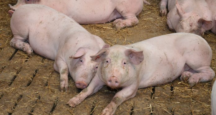 Schweinestall