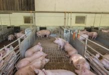 Tierwohlpaket: Aus für den Vollspaltenboden in der Schweinehaltung