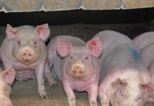 Tierwohlpaket bringt Planungssicherheit