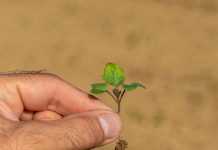 Raps soll Schädlingen davonwachsen