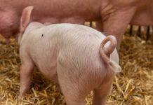 Wegweiser zu intakten Ringelschwänzen