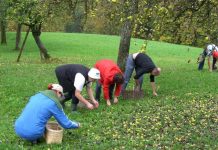 Streuobst ist ein Stück Volkskultur