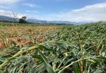 Sturmschäden in Kärnten und in der Steiermark