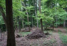 Seine Leidenschaft ist der Wald