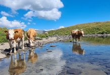 Fleckvieh-Weltkongress tagt in Österreich
