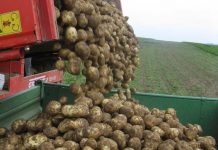 Deutlich bessere Preise für Stärkekartoffeln