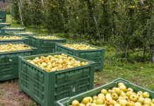 EU-Apfelernte gut durchschnittlich, deutlich mehr Birnen