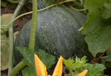 Versuchsbesichtigung Ölkürbis