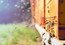 Imkerei im Trend – Zahl der Bienenvölker erneut gestiegen Bienen