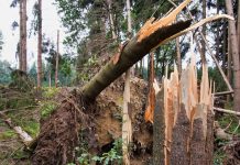 Massive Schäden in der Land- und Forstwirtschaft Schäden im Forst