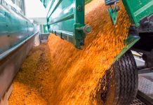 Stärkekampagne angelaufen Nassmaisanlieferung