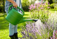 Durstige Pflanzen in der Hitze richtig gießen