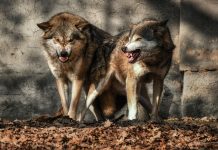 Entnahmebescheide für drei Wölfe