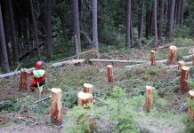 Vorzeigeprojekt: Schutzwald Finkenberg