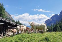 Wolf besiegelt Schicksal der Lavanter Alm