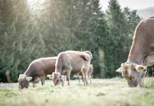 Auf Almen aufgetriebene Tiere werden weniger