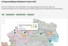 Schädlingsalarm bei Raps