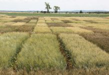 Zuversicht bei Durum, Sorgen bei Dinkel