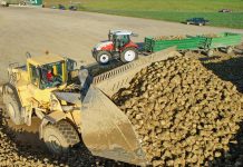Die Zuckerrübe ist wieder wettbewerbsfähig