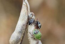 Die Grüne Reiswanze befällt Sojabohne, Gemüse und Obst