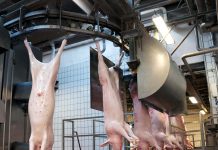 Schlachthöfe in der Zwickmühle