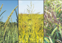 Getreide vom Start weg unkrautfrei