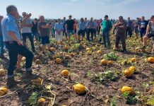 Gute Kürbisernte erwartert Kürbisernte