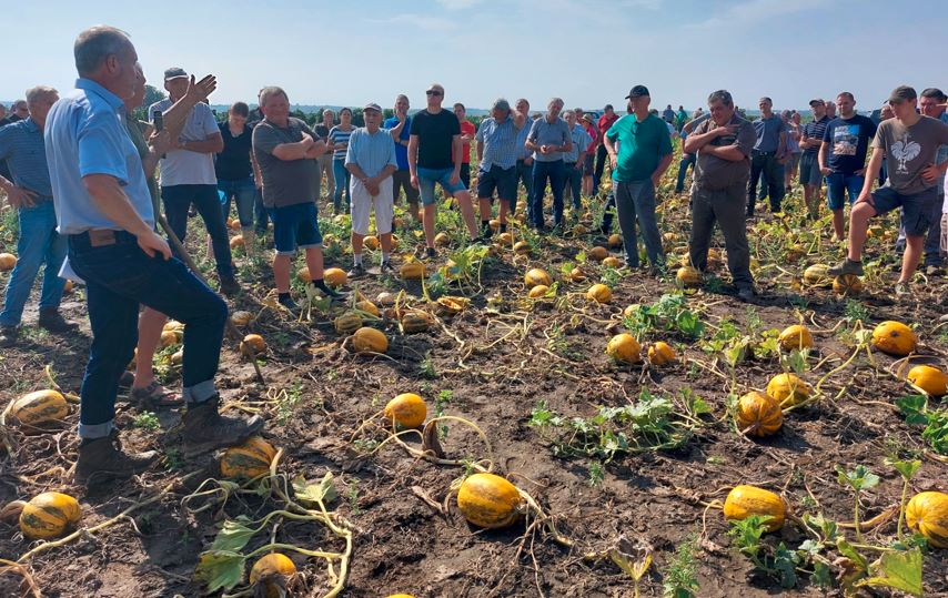 Kürbisernte Kürbisernte