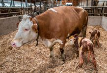 Der Nabel braucht besondere Beachtung Abkalbung