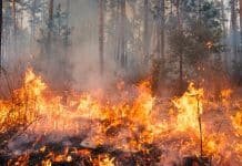 Kampf dem Waldbrand Waldbrand