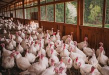 Wenn die Premiumpute im Regal bleibt Puten im Außenscharrraum