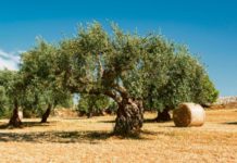 Wenn Qualität allein nicht mehr ausreicht Olivenbäume