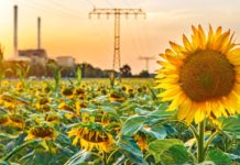 Öl-Pipeline der anderen Art Sonnenblumenfeld