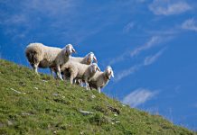 Anzeige gegen Bauern: Auf Alm Schafe „ausgesetzt“