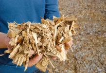 Keine Reduktion von Biomasse aus dem Wald