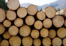 Mehr Wertschöpfung für Waldbauern gefordert