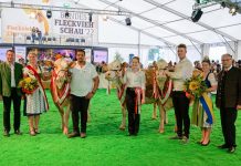 Österreicher gibt bei Fleckvieh weltweit den Takt vor Bundesfleckviehschau