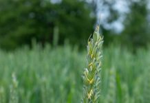 Hybridweizen? Bitte warten!