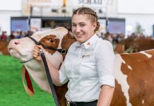 Fleckvieh-Welt zu Gast bei Bundesschau in Freistadt